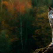 Удивительные факты о волках Волки какие у них пользу человека
