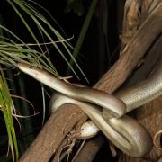 Najveća zmija na svijetu Najteža zmija u Americi