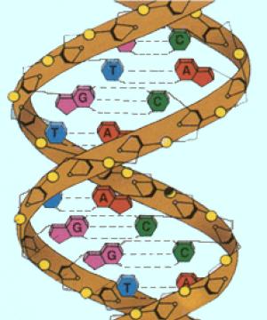 Struktura DNA: znaky, diagram