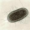 Er mikroorganismer venner eller fjender?