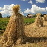 러시아 연방 농업 보험 개발의 문제점 및 전망-과정 농업 농업 보험 개발의 문제점 및 전망