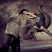 Sapņi ar stumbru: es sapņoju par ziloni